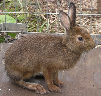 トウホクノウサギ 自然再生と地域社会 楽天ブログ