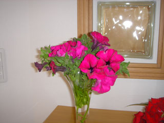 玄関にサフィニア