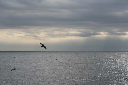 カモメも激励してくれた