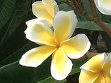 IA cutifolia Yellow