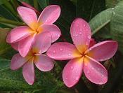 Guillot's Sunset Pink　