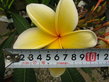 アズテックゴールド花サイズ