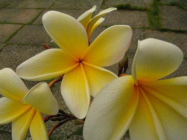 アズテックゴールド全体