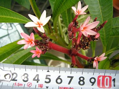 レイレインボーの花