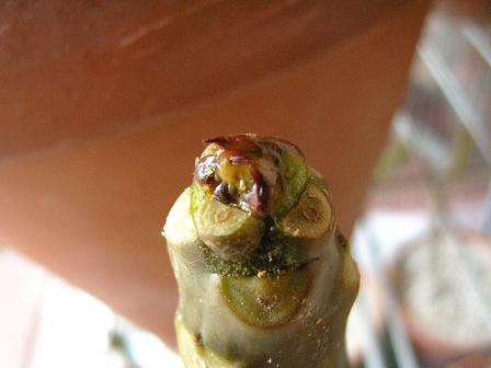 元気なプルの先端