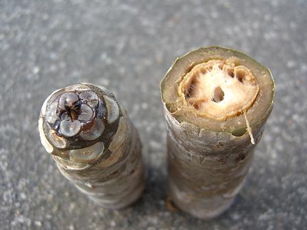 腐ったプルメリア