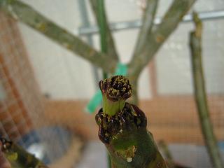 4・19　ハワイアンキャンディーストライプ　２つ目の花芽