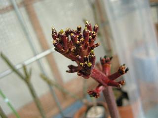 2007年秋に出来たハワイアンストライプの花芽