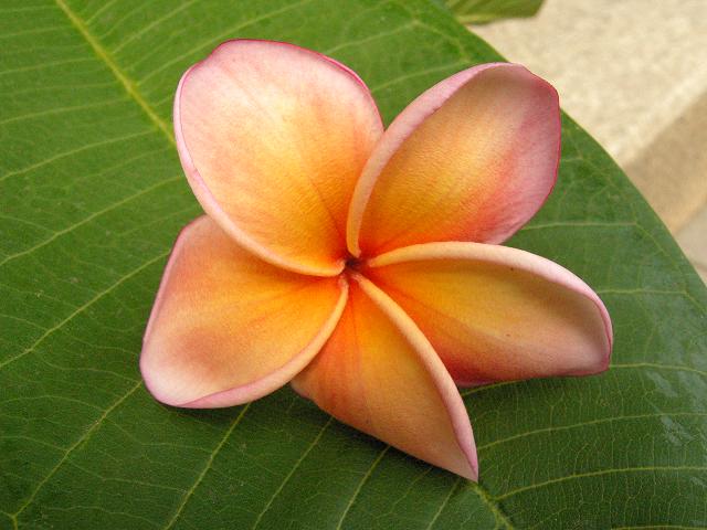 ゴールドのお花