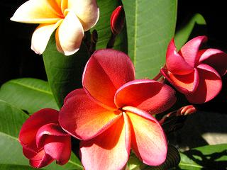 小さい写真ゴールド