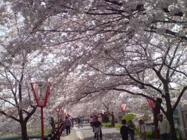 桜吹雪