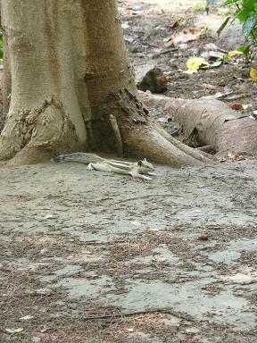 ローディー庭園