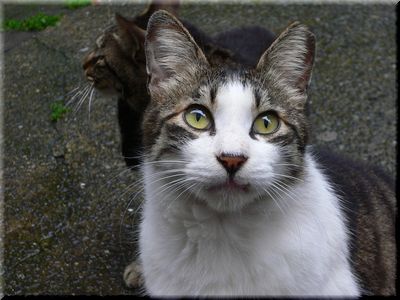 neko2