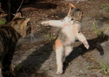 猫　ダンス