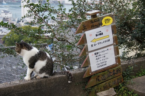 猫の細道　猫