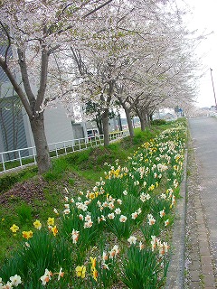 ☆水仙と桜並木☆