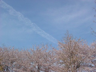 ☆桜と飛行機雲☆