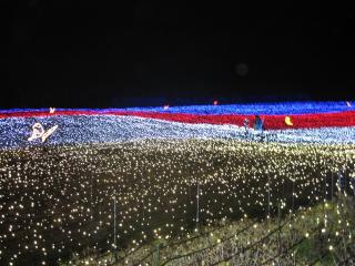 なばなの里：お花畑