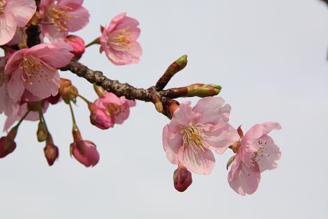 河津桜3