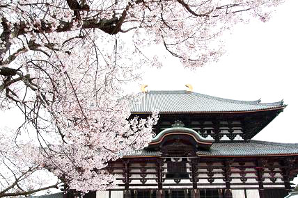 奈良東大寺と桜