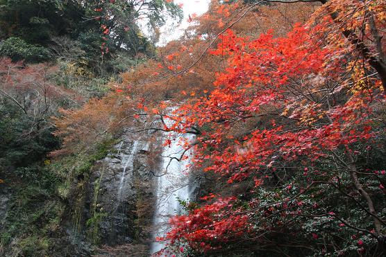 晩秋の箕面大滝9