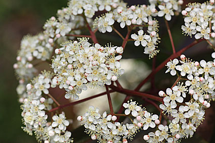 ５月の花５