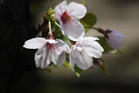 桜（土佐稲荷）１