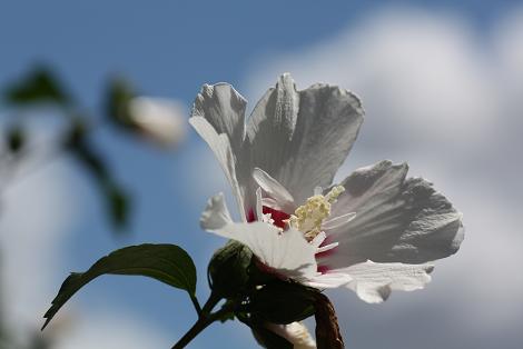 空とムクゲの花