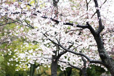 桜雨