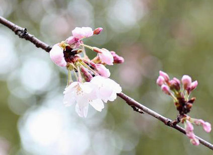  桜 はかなげに・・