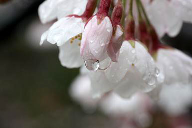 雨に咲く桜 ３