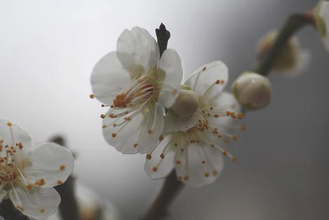  白梅・長居公園３