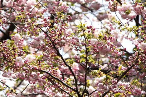  千里・八重桜５