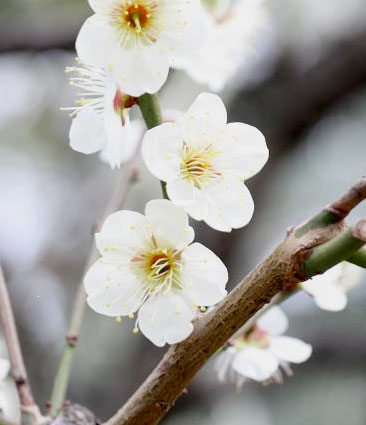 白梅（長居）