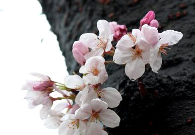 雨に咲く桜 ４