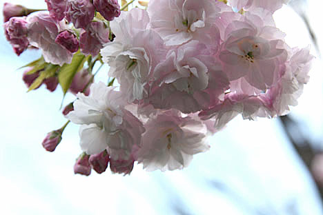 千里・八重桜２