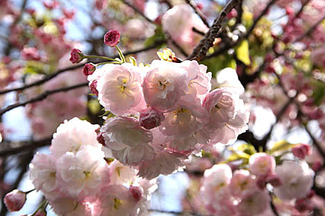 千里・八重桜１