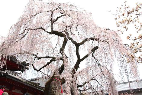 氷室の枝垂れ１