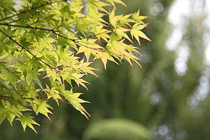 大仙公園・日本庭園６