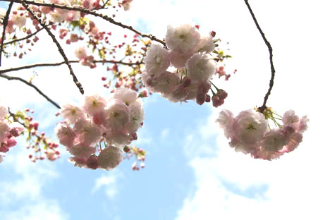 千里・八重桜３