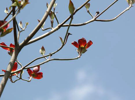 ４月の公園１