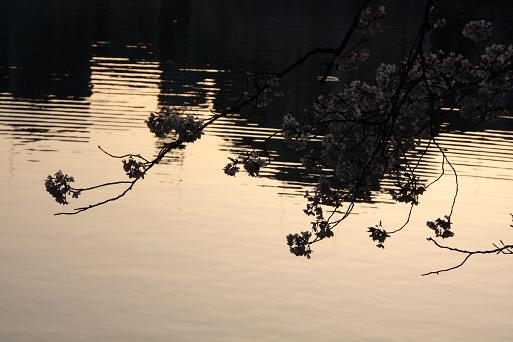 大川に影を落とす桜