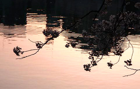 トリミング後の桜（シルエット）