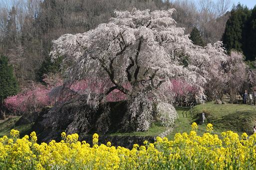 又兵衛桜５