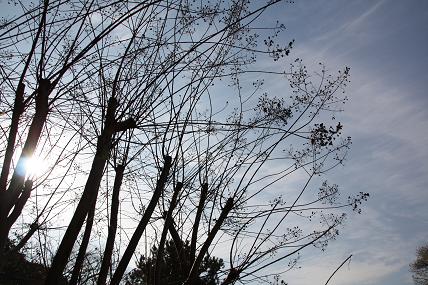 枯れ木（緑地公園の百日紅）