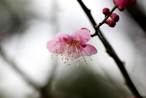 紅梅・長居公園3