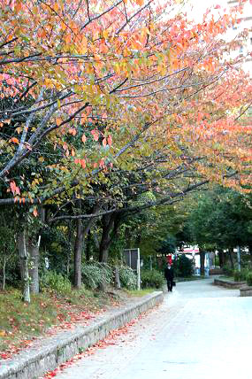 桜の紅葉２