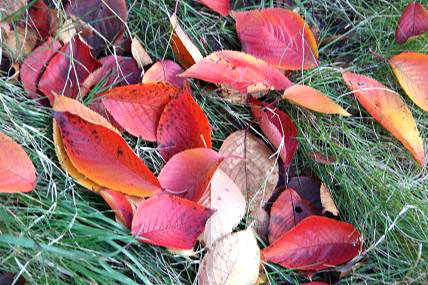 桜の紅葉（落ち葉）