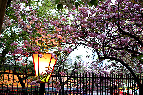 造幣局・夜桜２