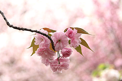 造幣局・桜３